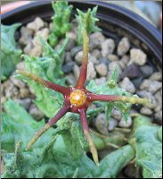 Orbea baldratii